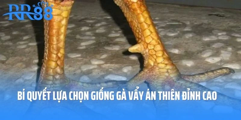 Bí quyết lựa chọn giống gà Vẩy Án Thiên đỉnh cao