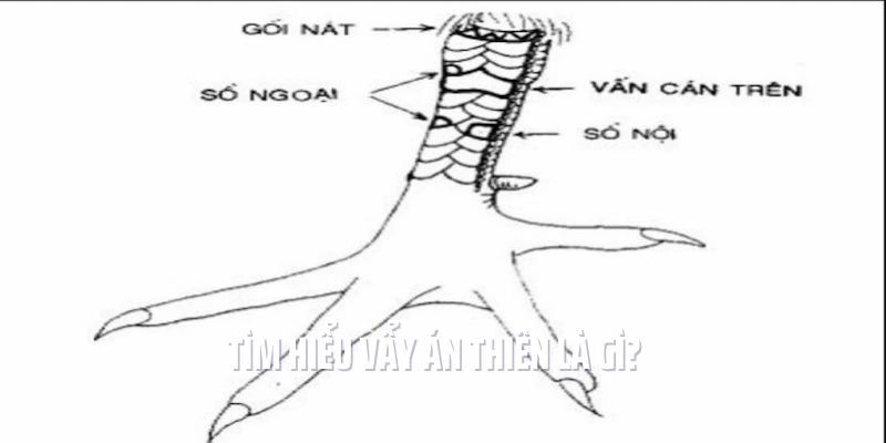 Tìm hiểu Vẩy Án Thiên là gì?